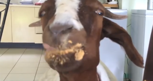 mums, jordnötssmör, Get